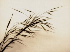 怎样给投资管理公司取名