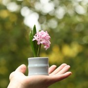 两个字的花名