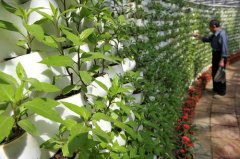 农业种植公司起名