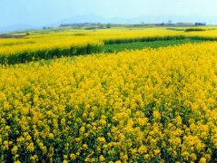 农业种植公司名字