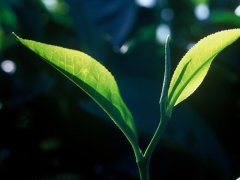茶叶品牌起名