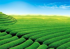 茶叶品牌名字