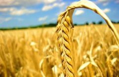生物能源公司取名方法