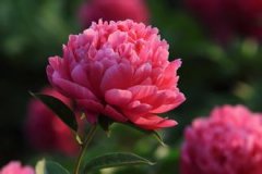 花卉店起名字大全