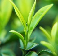 茶叶品牌起名