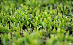 茶叶品牌取名