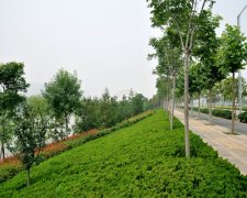 绿化公司命名