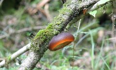 给野生木耳品牌起名