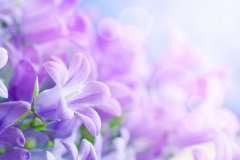 鲜花店起名