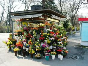 花店起名