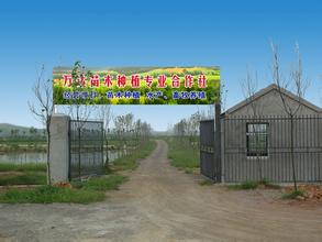 给农村种植合作社起名字大全