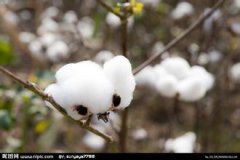 棉业公司起名大全