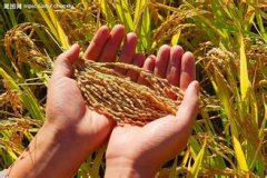 粮食贸易公司起名