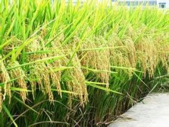 种业公司起名