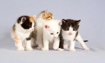 宠物猫名字大全