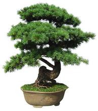 办公室招财环境之招财环境植物--蓬莱松