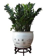 办公室招财环境之招财环境植物--树