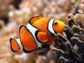 观赏鱼图片及名称--海水鱼