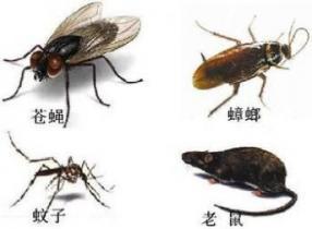 灭老鼠公司起名