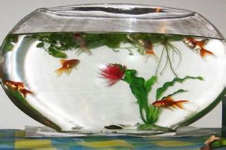 鱼缸的摆放环境