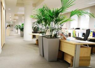办公室植物摆放环境讲究大全