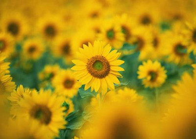 十二星座代表的花及花语大全