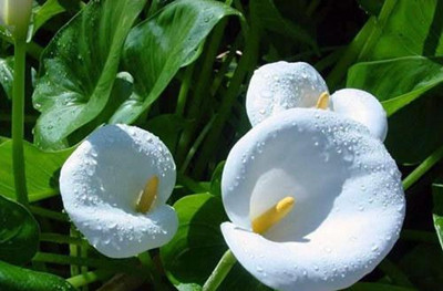 十二星座代表的花及花语大全