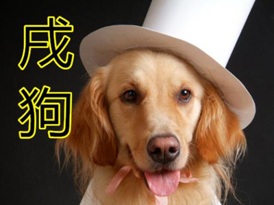 2018狗年出生宝宝运势如何