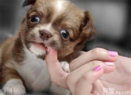 孕妇梦见狗是什么意思