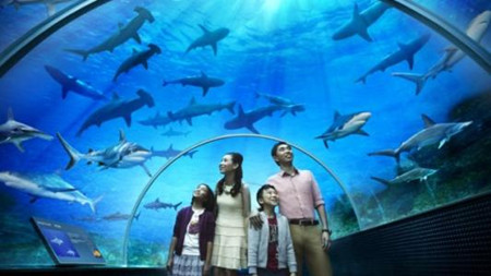 有创意的水族馆起名攻略