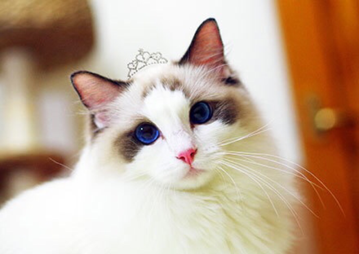 梦见猫是怎么回事