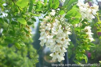 梦见槐树花是怎么回事